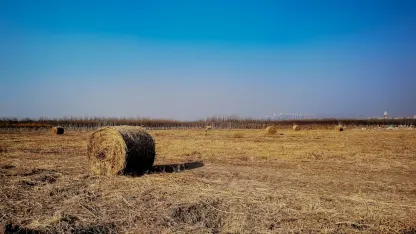 Kasyno Adrenaline Aplikacja mobilna